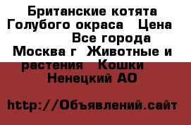 Британские котята Голубого окраса › Цена ­ 8 000 - Все города, Москва г. Животные и растения » Кошки   . Ненецкий АО